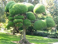 Japanese Friendship Garden San Jose 16.JPG